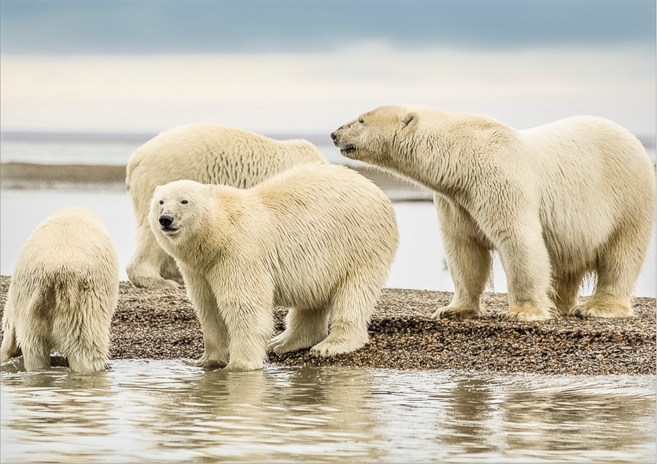 Alloy Saves Polar Bears